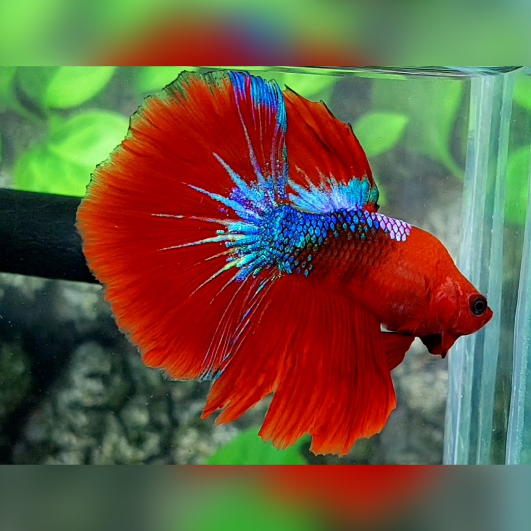 Shortbody Red Hellboy Halfmoon Male