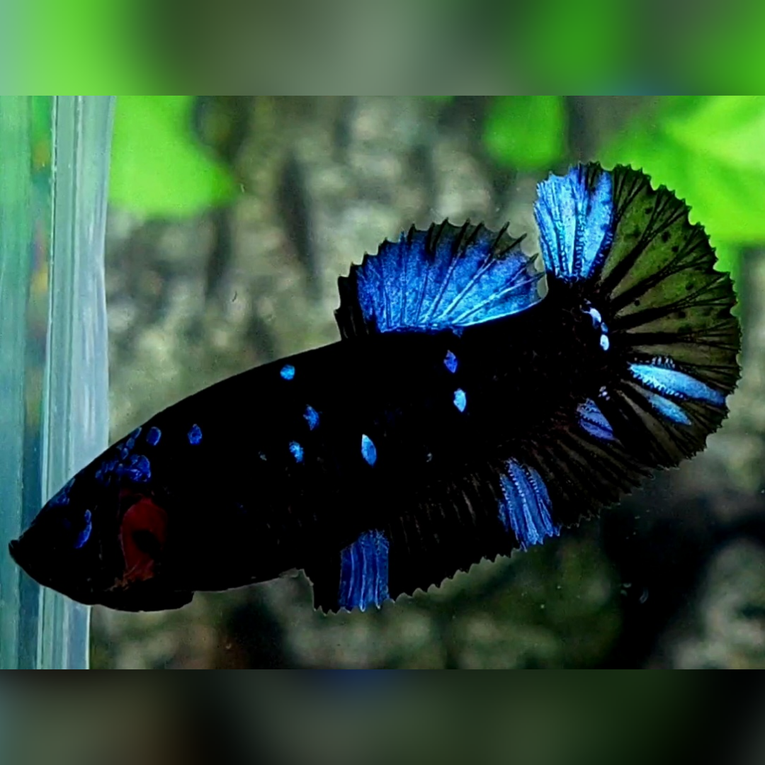 Avatar Gordon Gray HMPK Female For Sorority / Breed