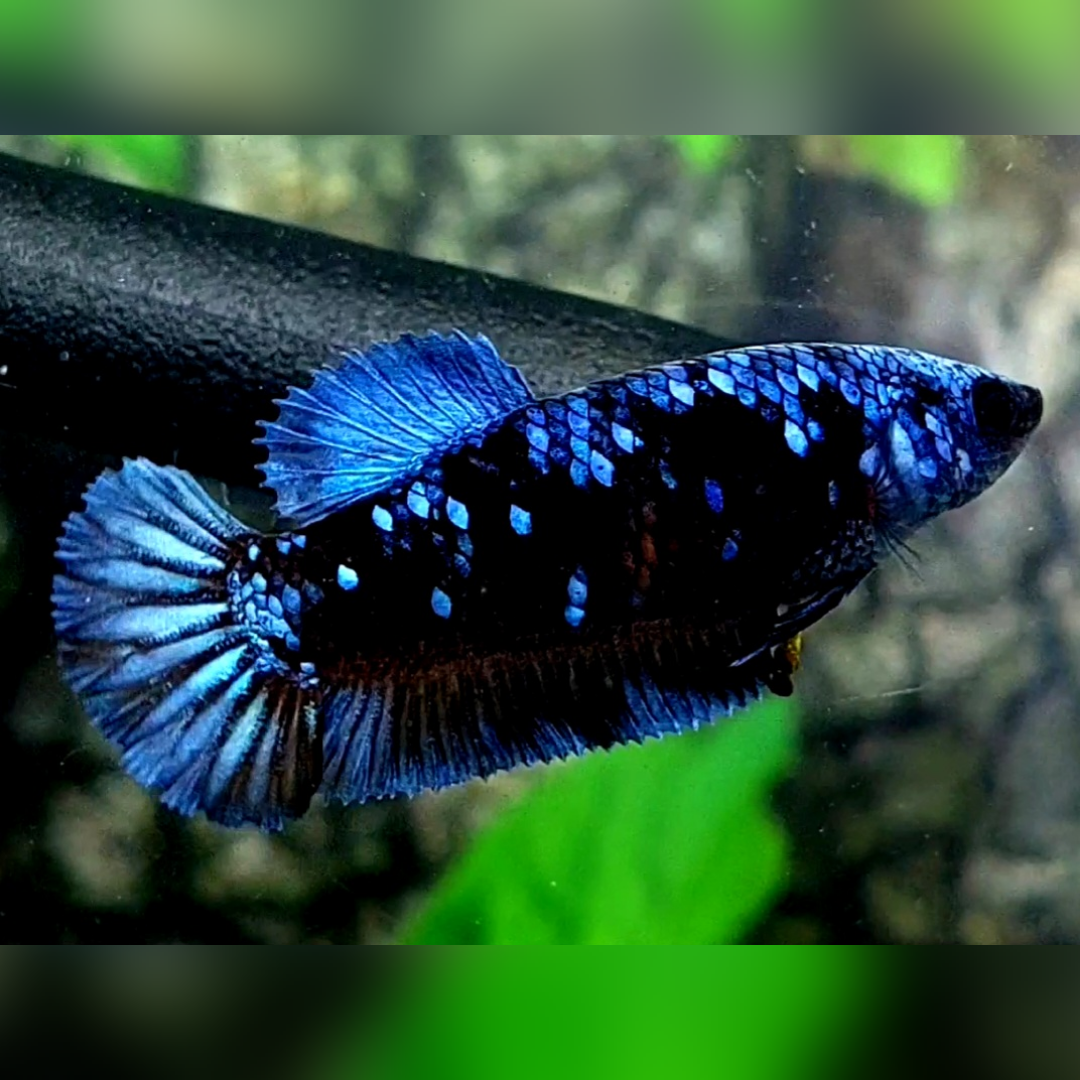 Avatar Gordon Gray HMPK Female For Sorority / Breed