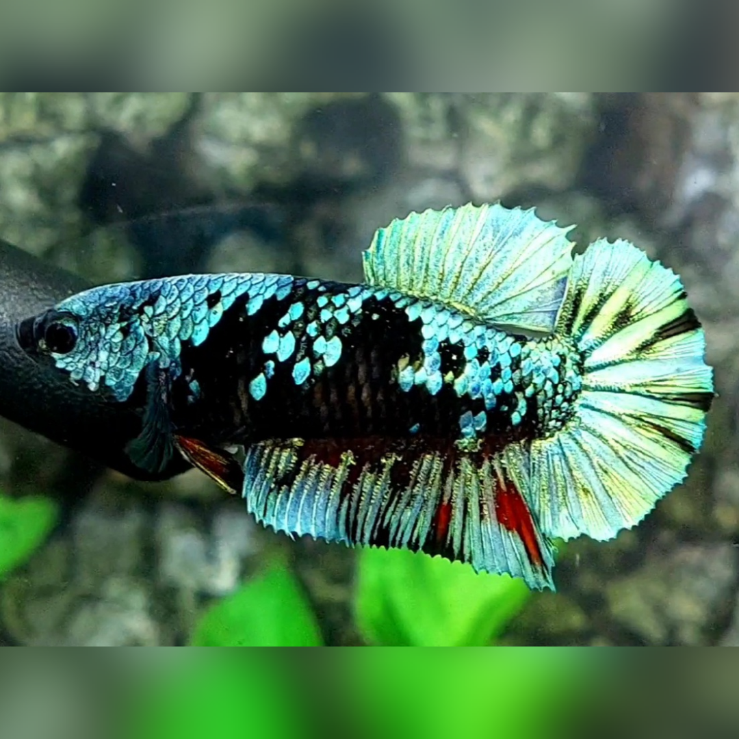 Avatar Gordon Turquoise HMPK Betta Fish Female For Sorority / Breed