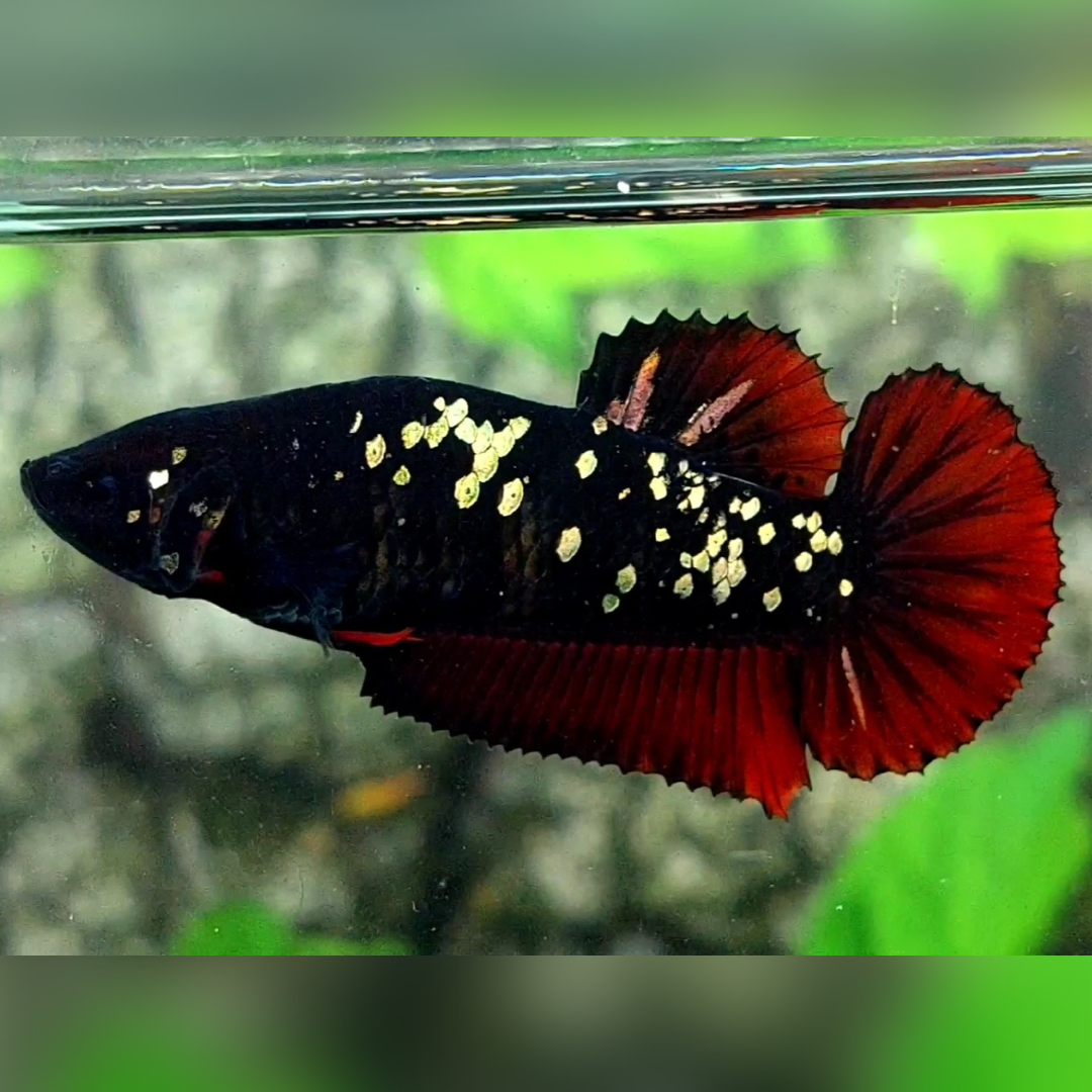Avatar Red Chromatic Copper Gold HMPK Female For Sorority / Breed