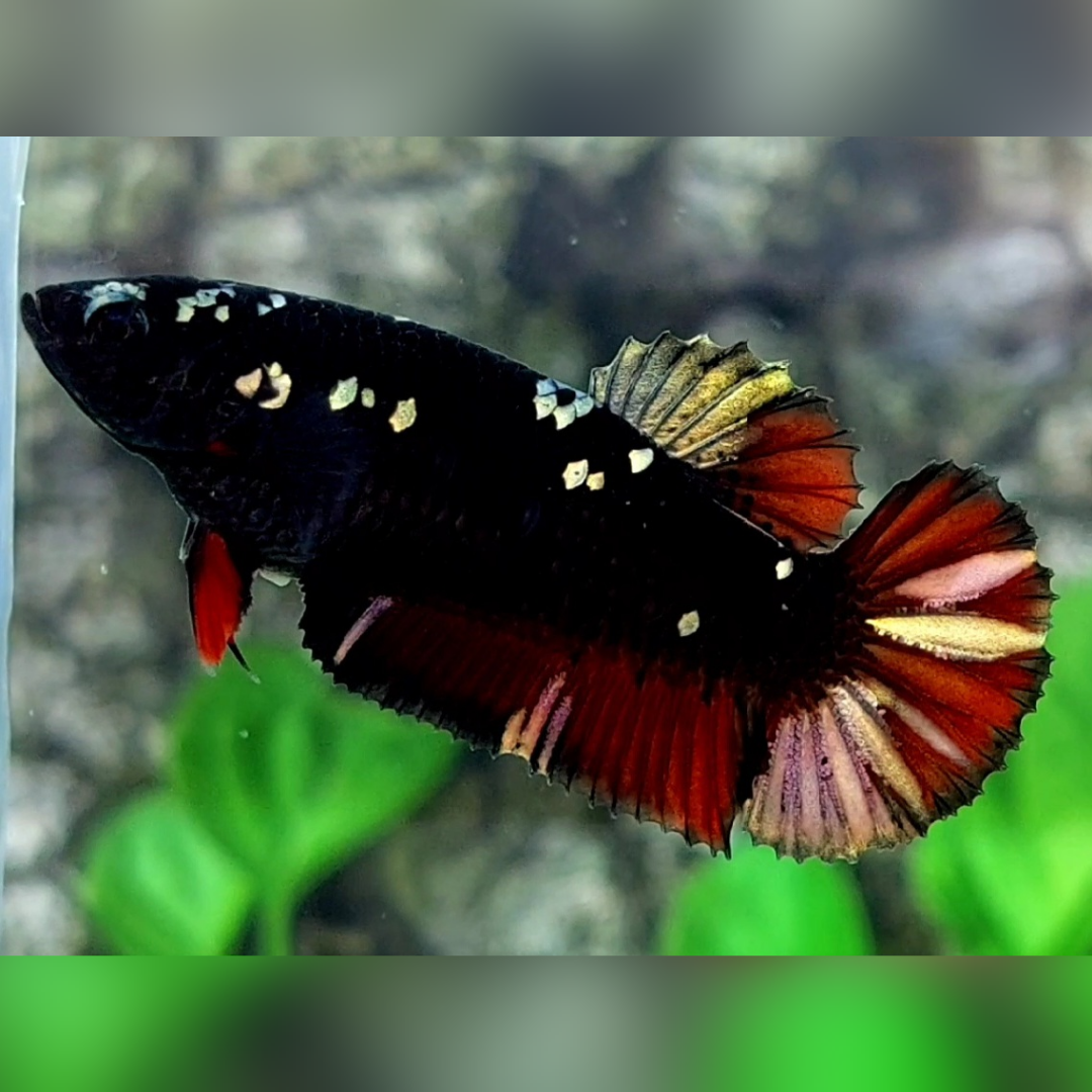 Avatar Red Chromatic Copper Gold HMPK Female For Sorority / Breed