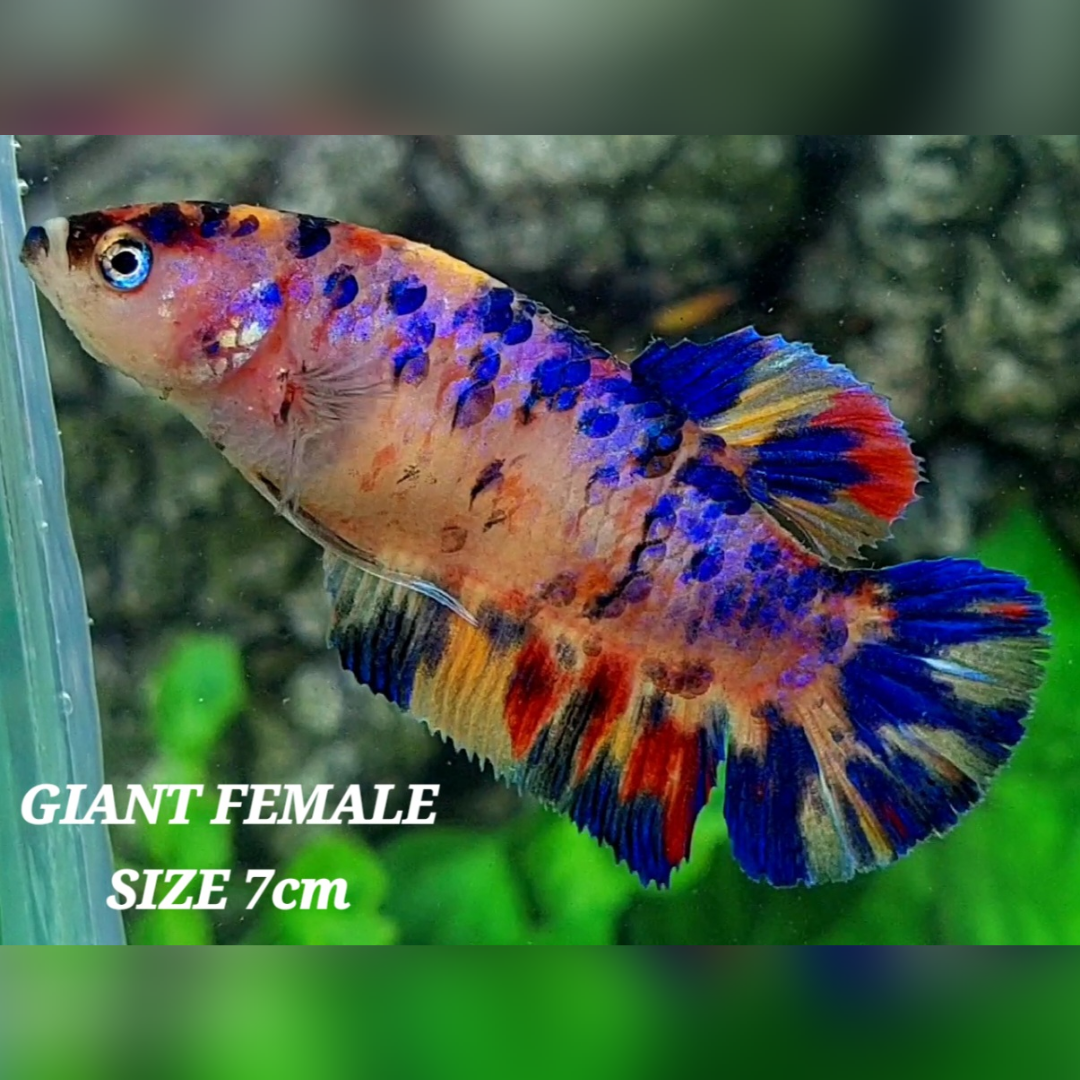 Multicolor Candy Galaxy JUMBO GIANT HMPK Female