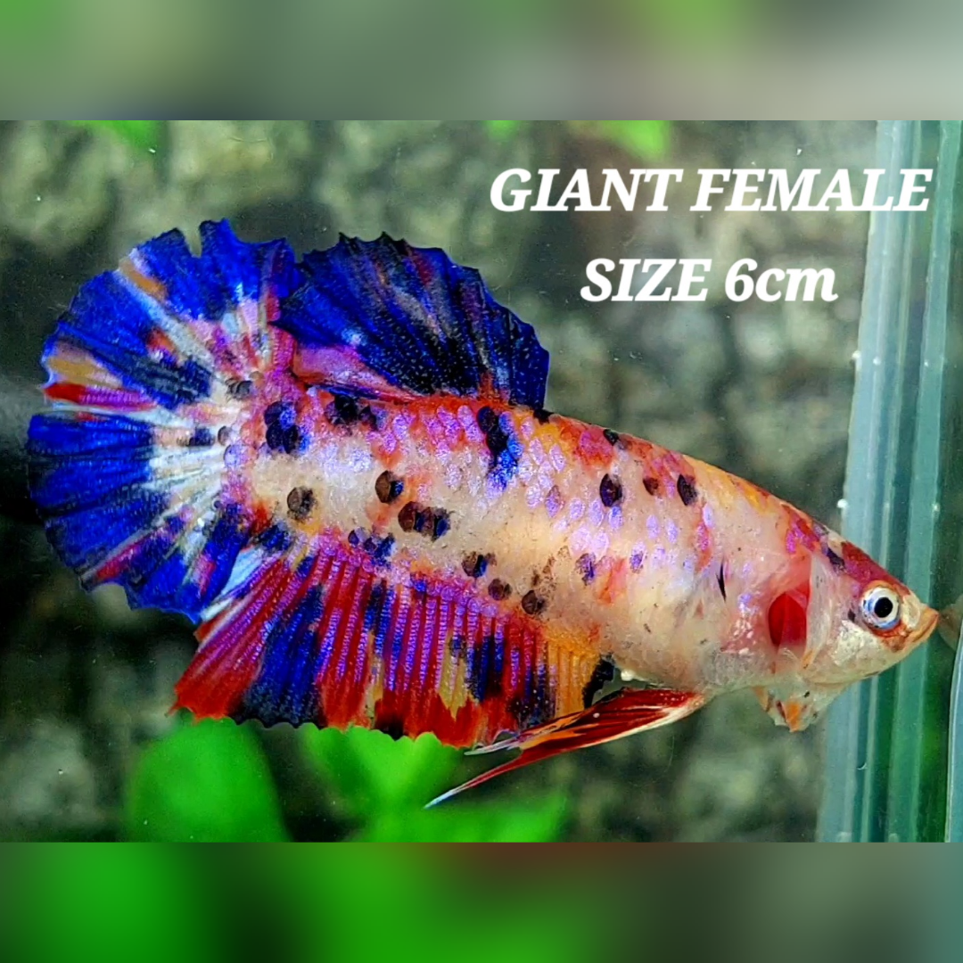 Multicolor Candy Galaxy JUMBO GIANT HMPK Female