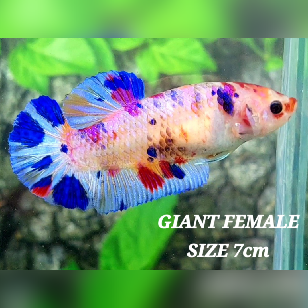 Multicolor Candy Galaxy JUMBO GIANT HMPK Female