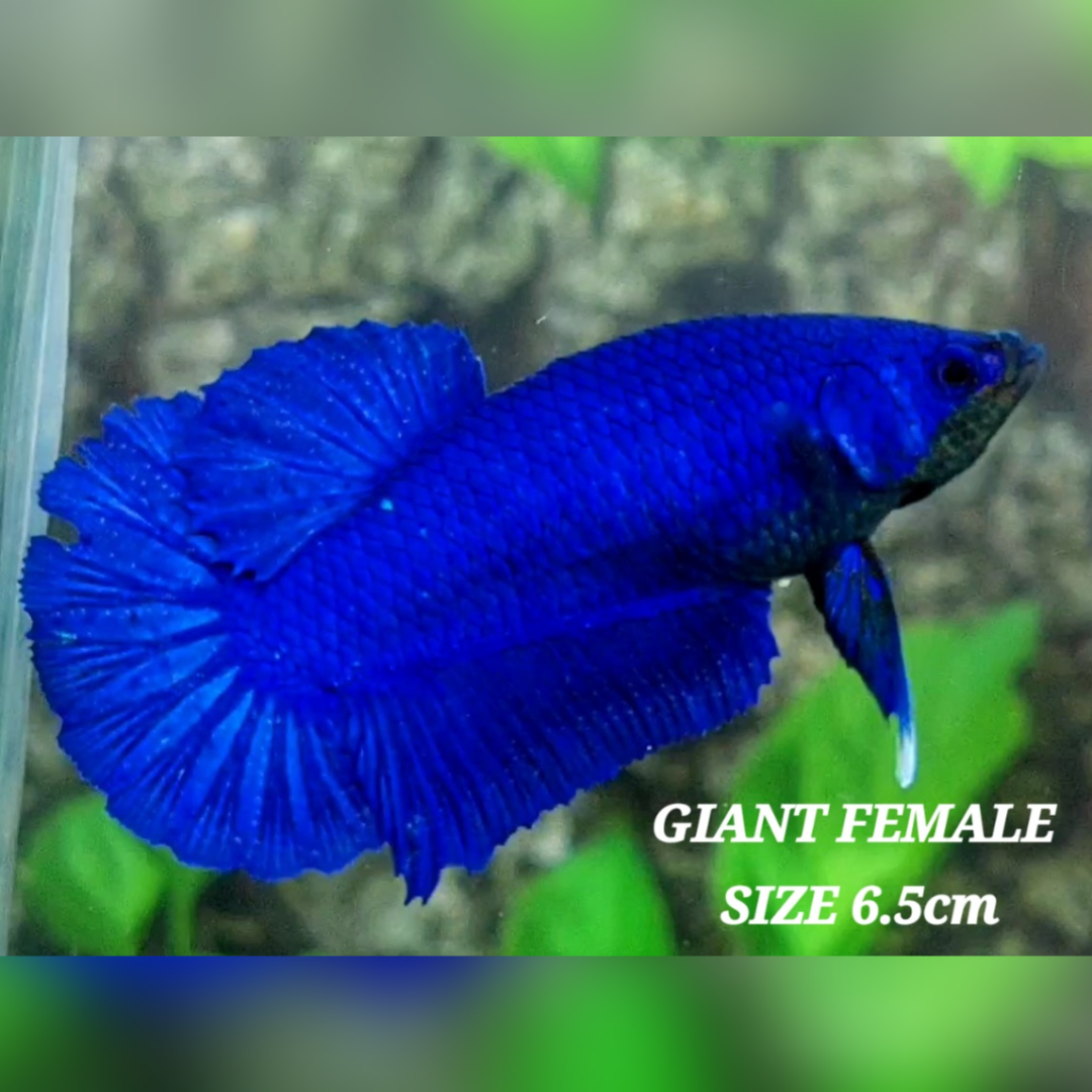 Solid Super Blue JUMBO GIANT HMPK Female