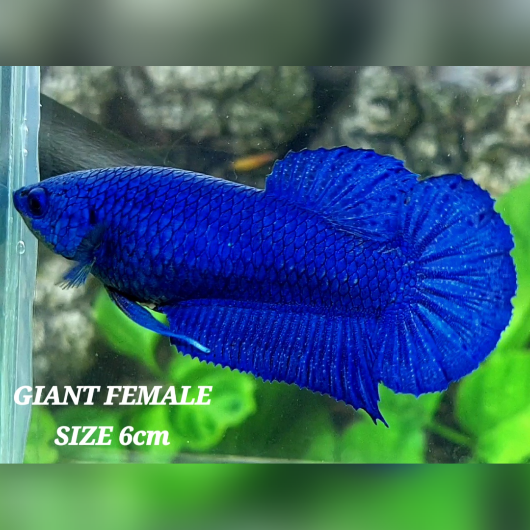 Solid Super Blue JUMBO GIANT HMPK Female