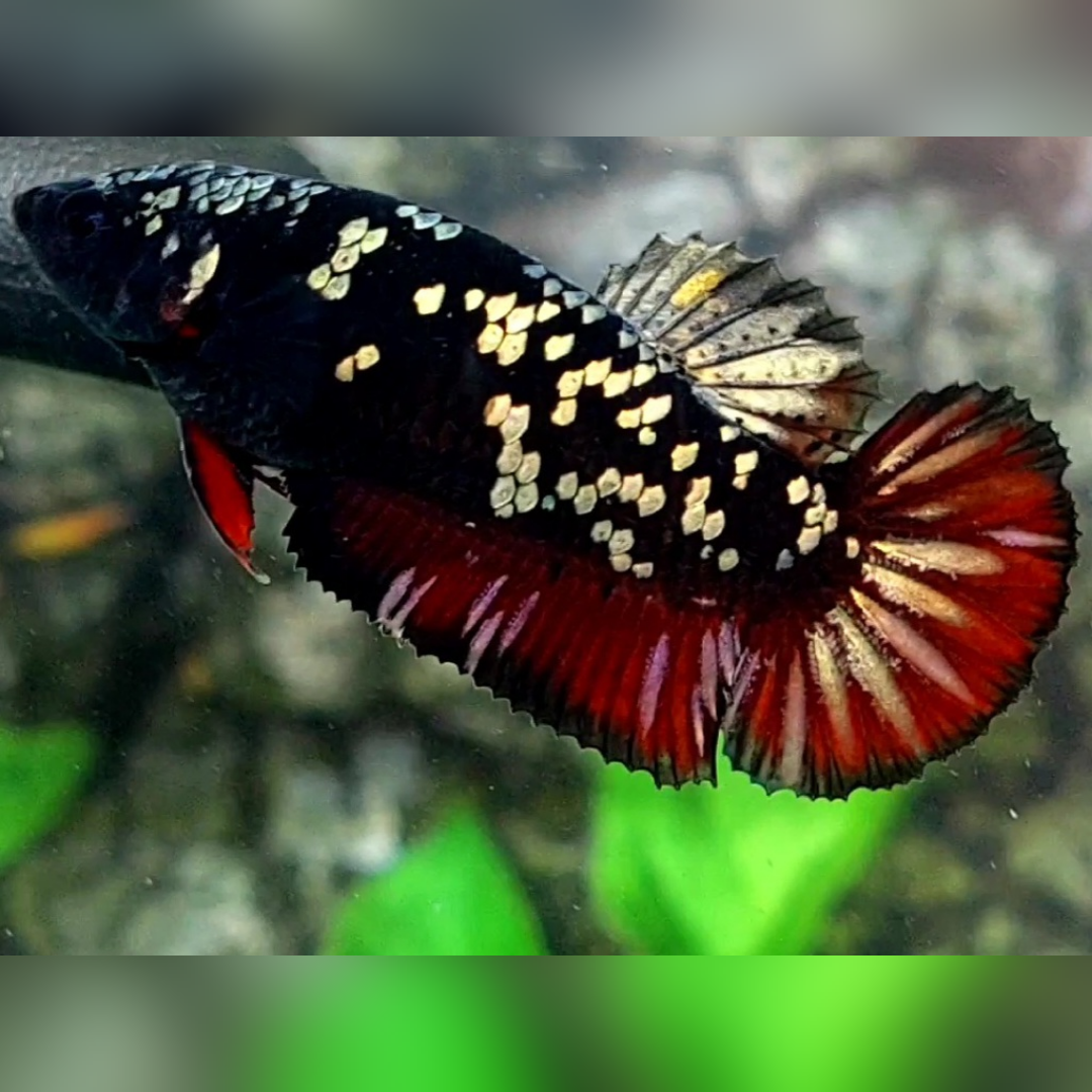 Avatar Red Chromatic Copper Gold HMPK Female For Sorority / Breed