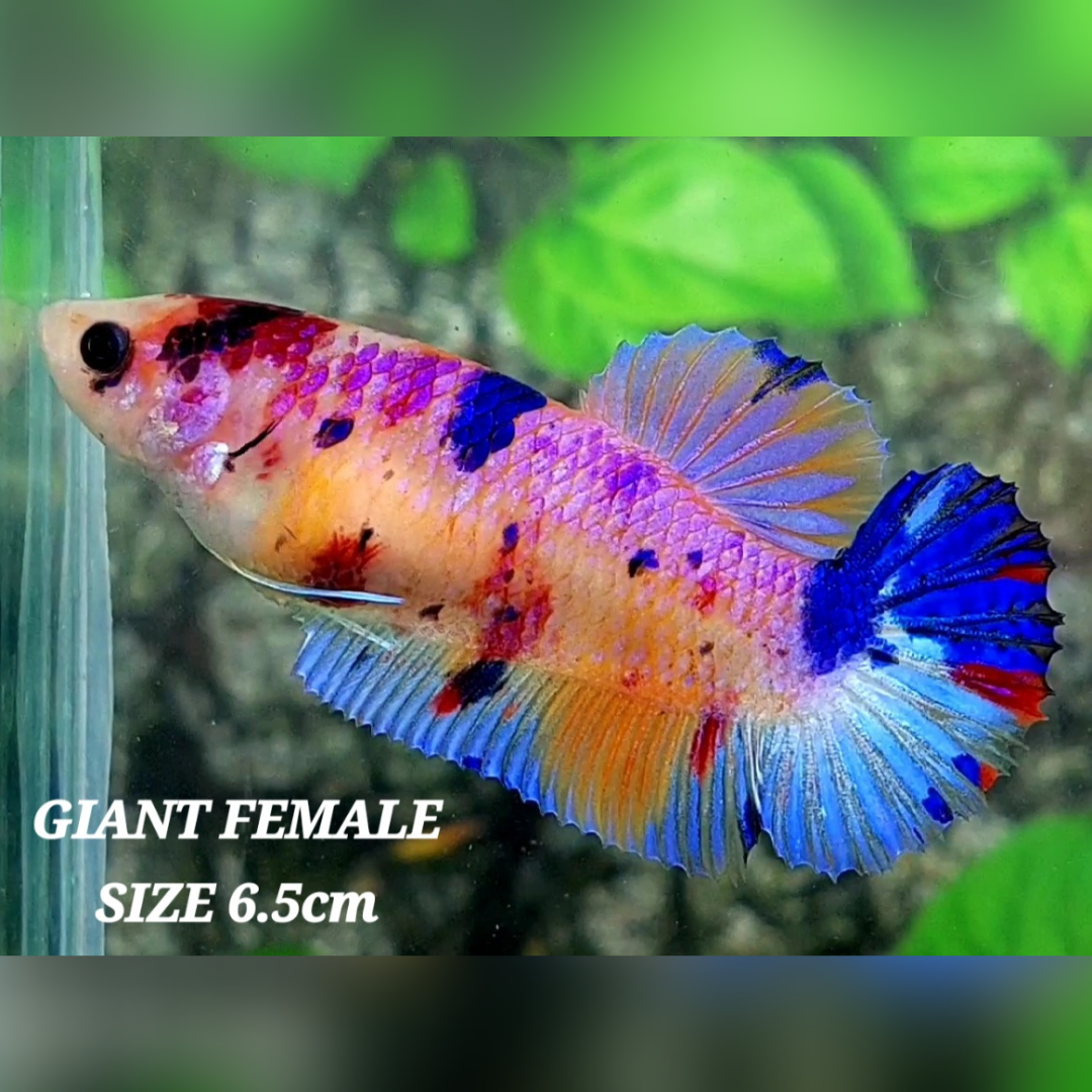 Multicolor Candy Galaxy JUMBO GIANT HMPK Female