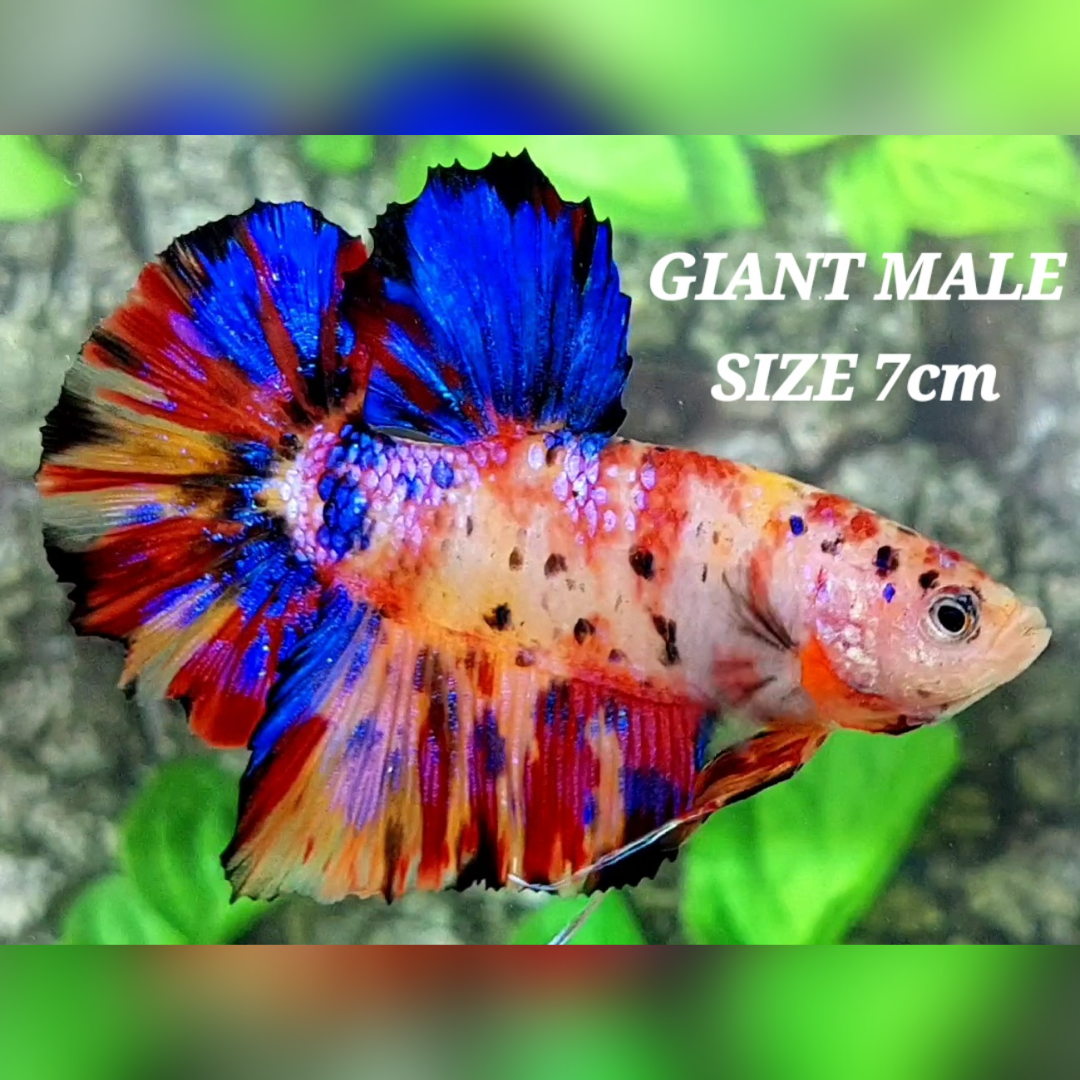 Multicolor Galaxy JUMBO GIANT HMPK Male