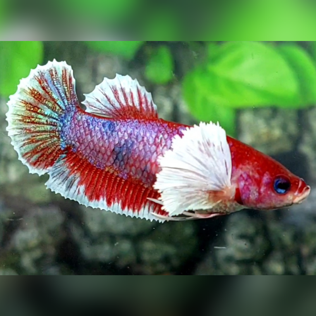 Purple Fancy Dumbo Ears HMPK Female For Sorority / Breed