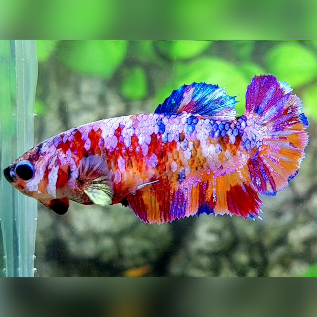 Multicolor Candy Galaxy HMPK Female For Sorority / Breed