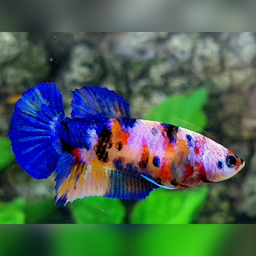 Multicolor Candy Galaxy HMPK Female For Sorority / Breed