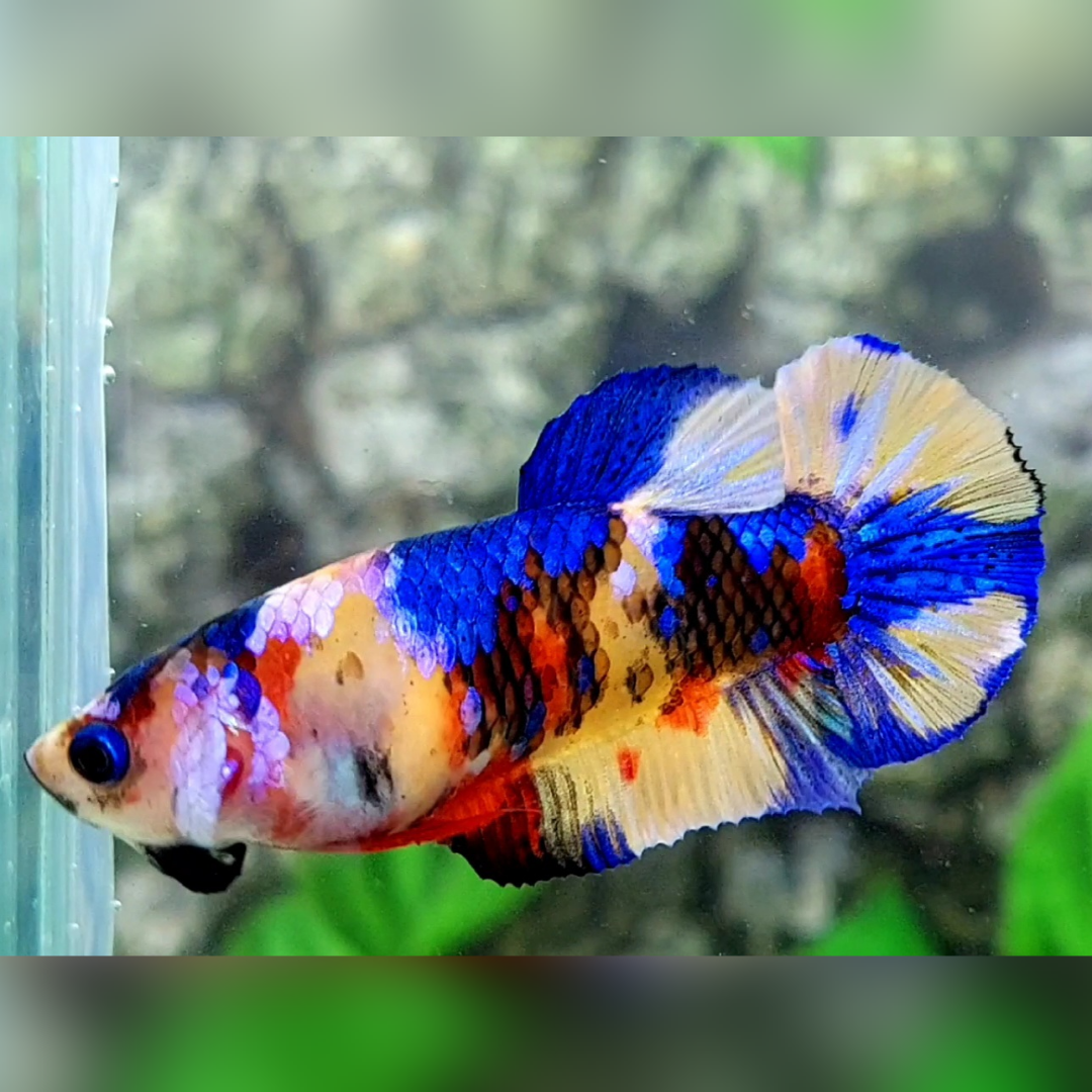 Multicolor Galaxy HMPK Female For Sorority / Breed