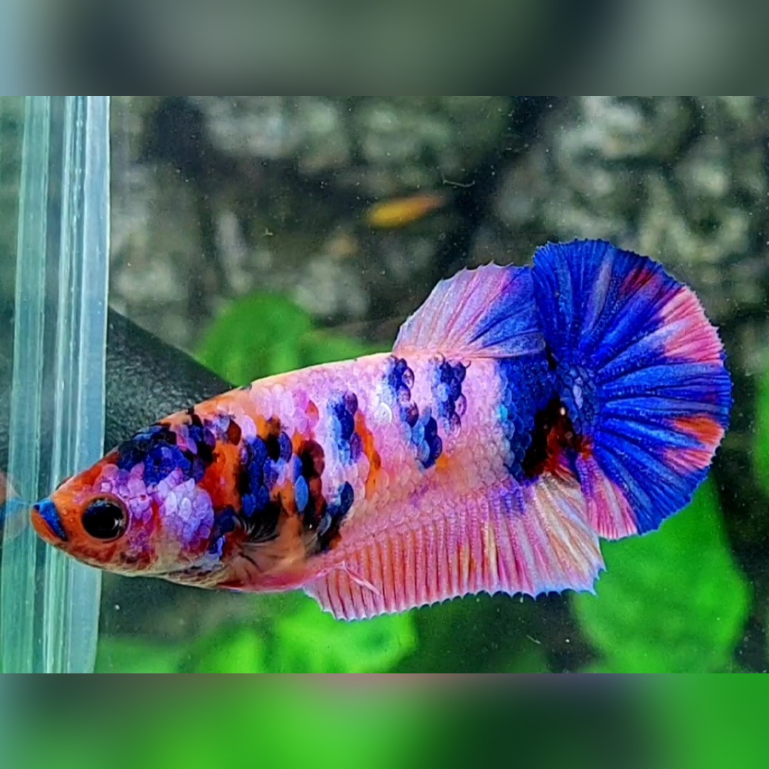 Multicolor Pink Candy HMPK Female For Sorority / Breed