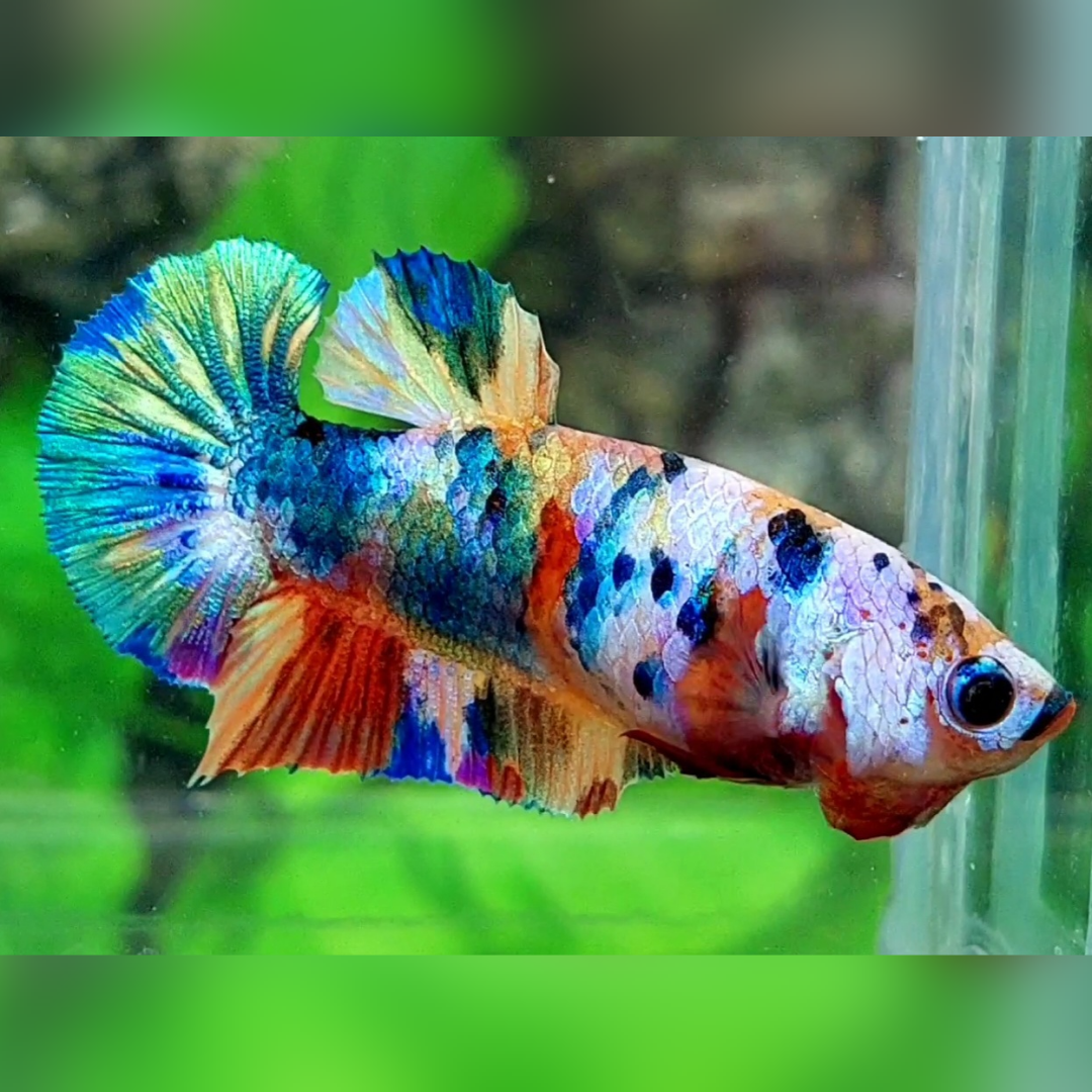 Multicolor Galaxy HMPK Female For Sorority / Breed