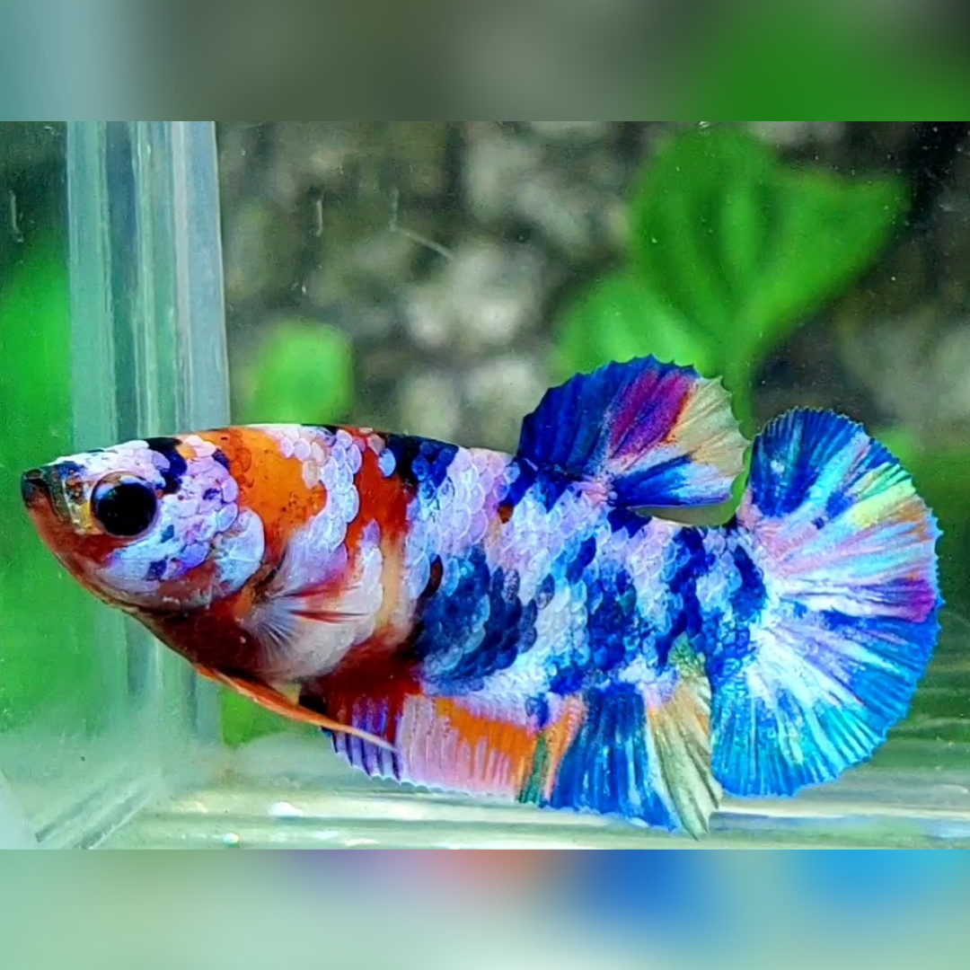 Multicolor Candy Galaxy HMPK Female For Sorority / Breed