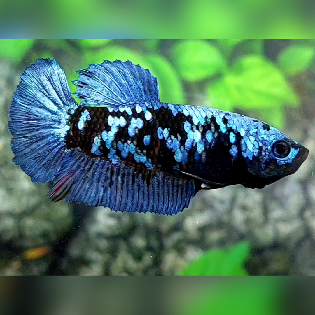 Avatar Gordon Gray HMPK Female For Sorority / Breed