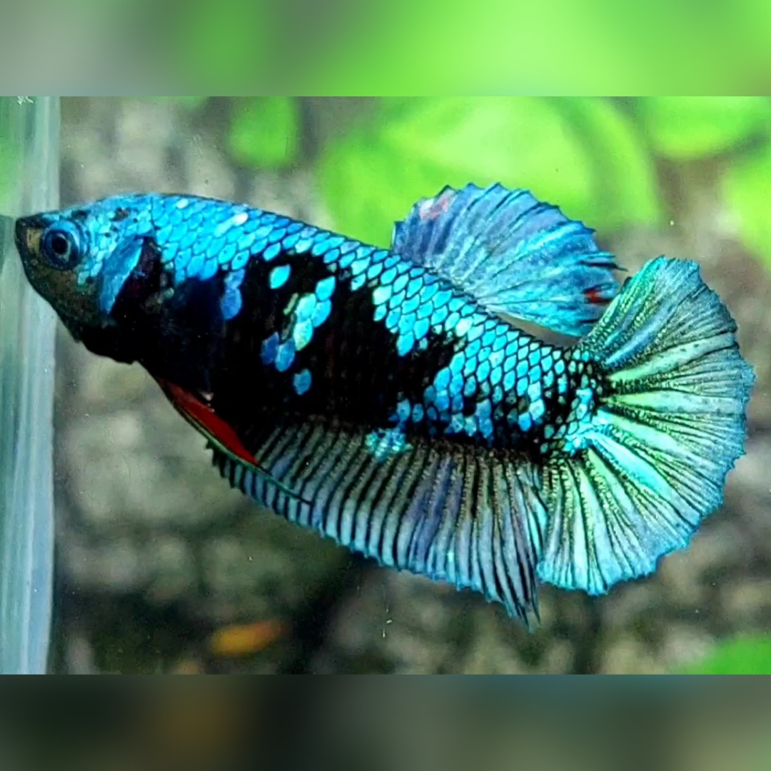 Avatar Gordon Turquoise HMPK Female For Sorority / Breed