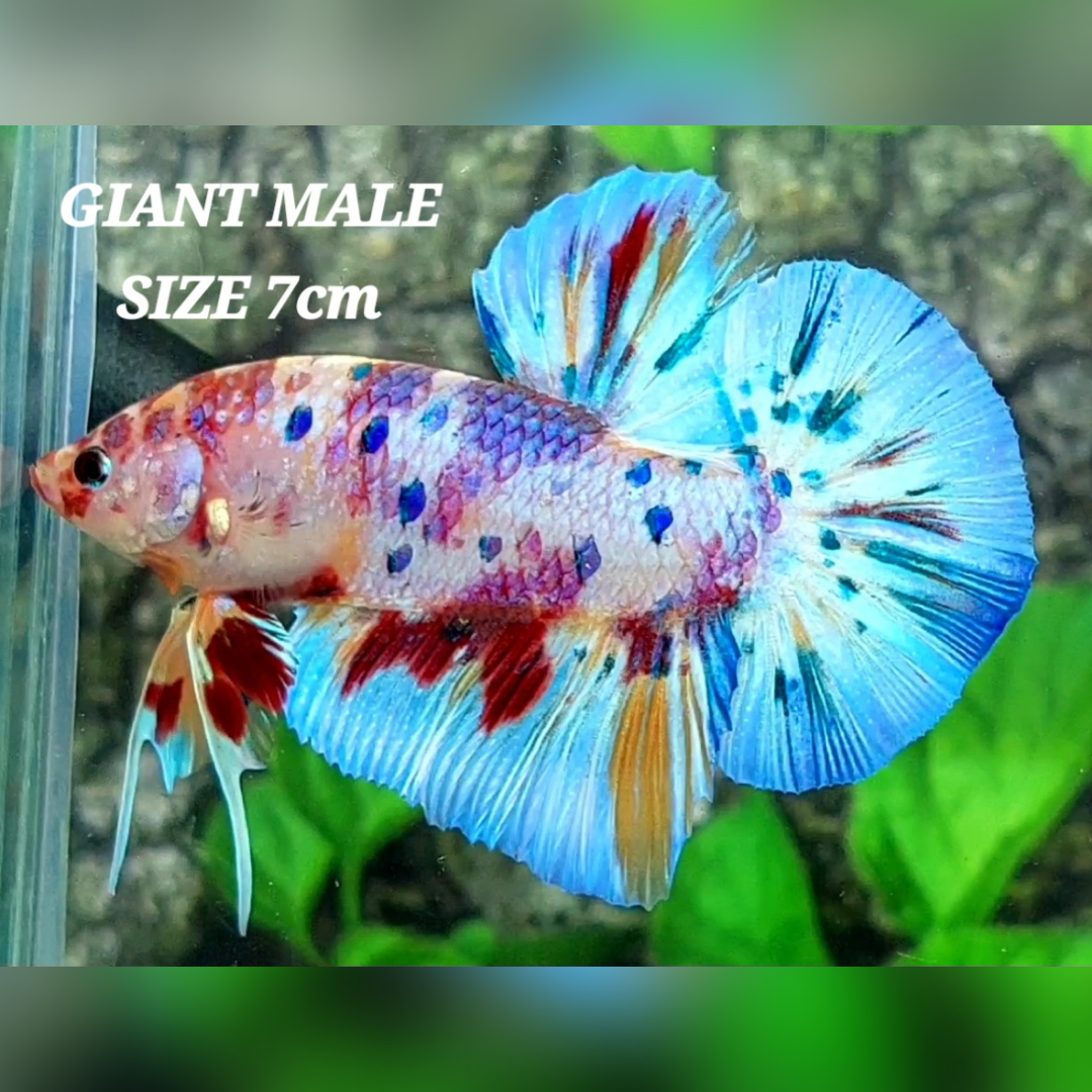 Multicolor Metalic JUMBO GIANT HMPK Male