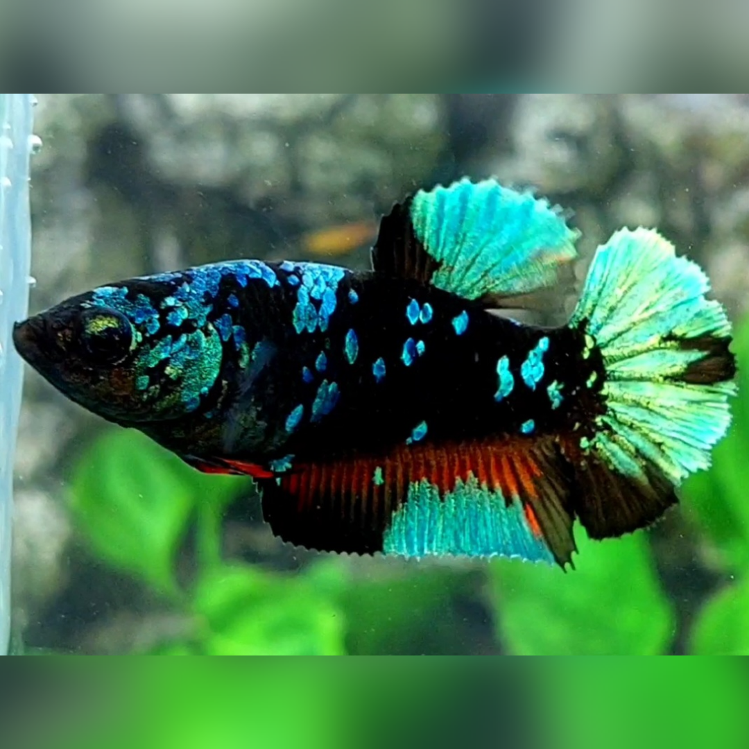 Avatar Gordon Turquoise Green HMPK Female For Sorority / Breed