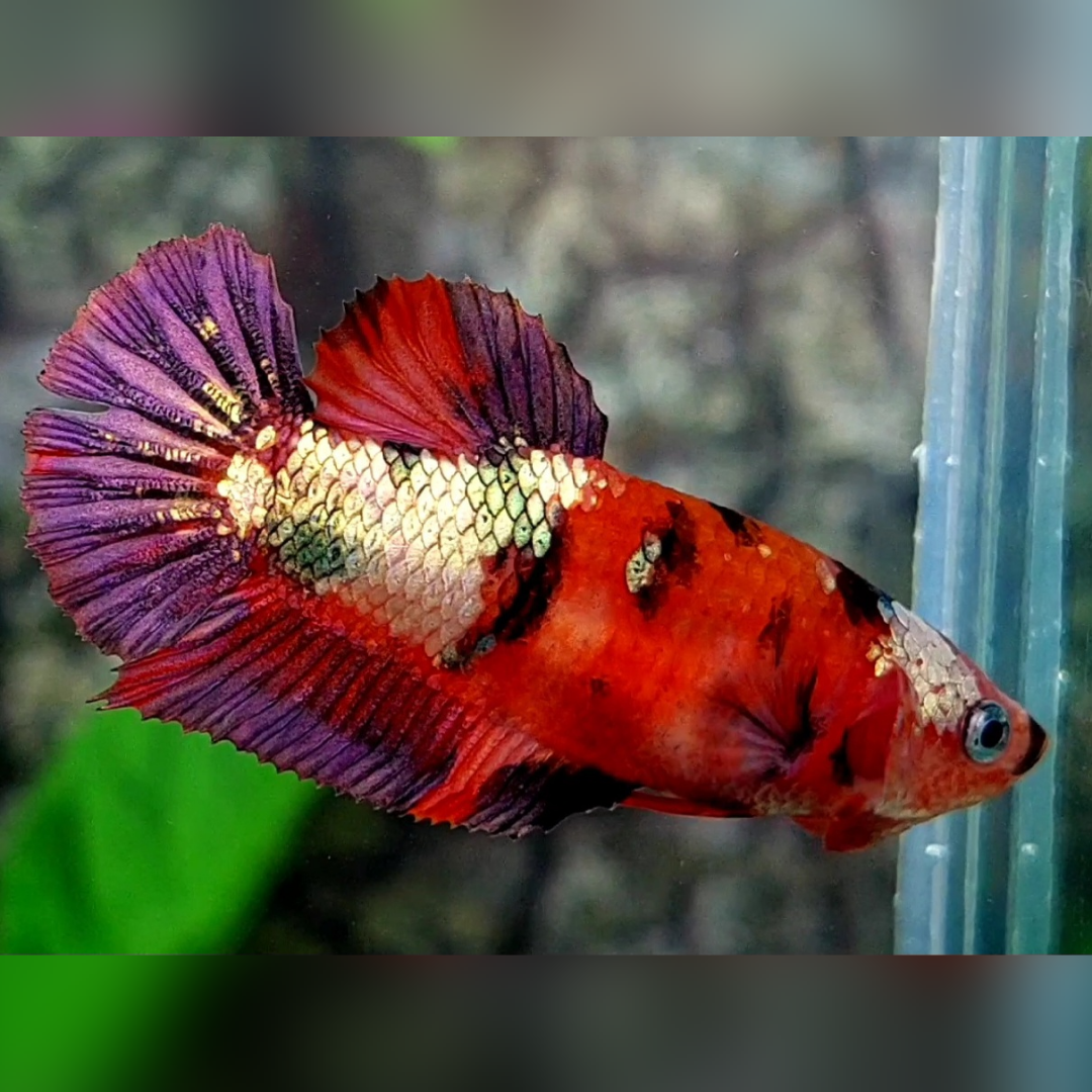 Red Tiger Copper Purple Galaxy HMPK Female For Sorority / Breed