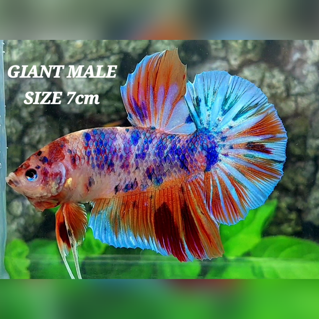 Multicolor Candy JUMBO GIANT HMPK Male