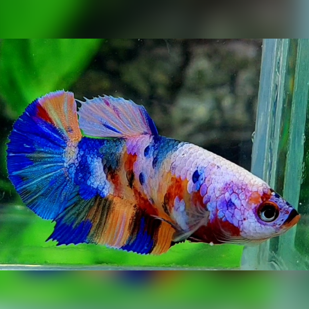 Multicolor Candy Galaxy HMPK Female For Sorority / Breed