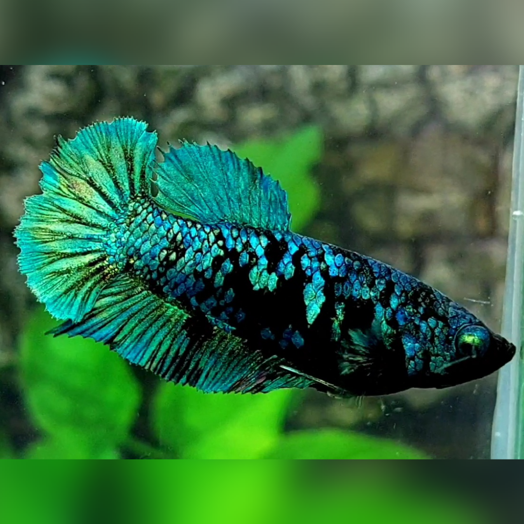 Avatar Gordon Green Turquoise HMPK Female For Sorority / Breed #cs
