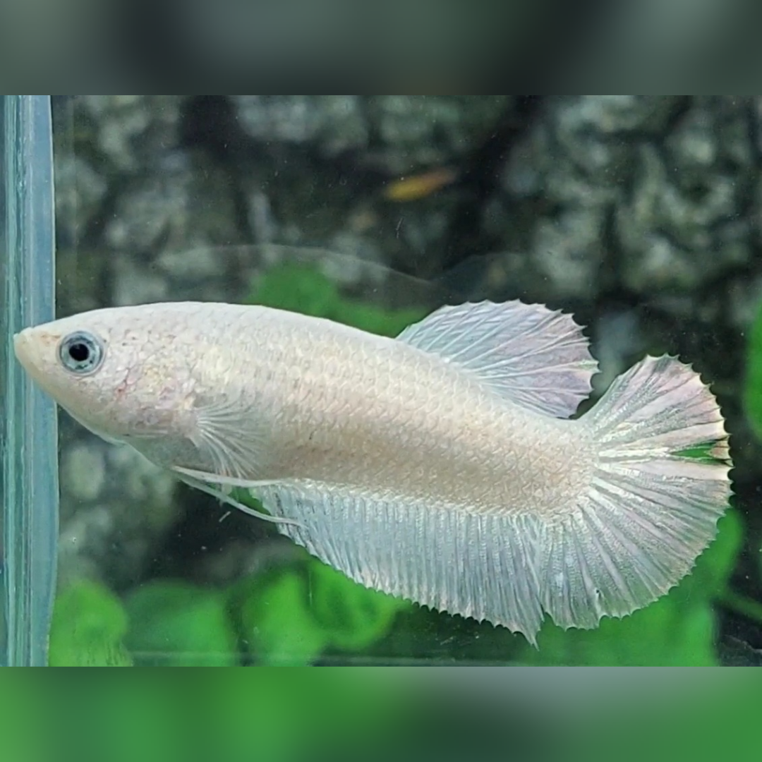 Solid Platinum White HMPK Female For Sorority / Breed