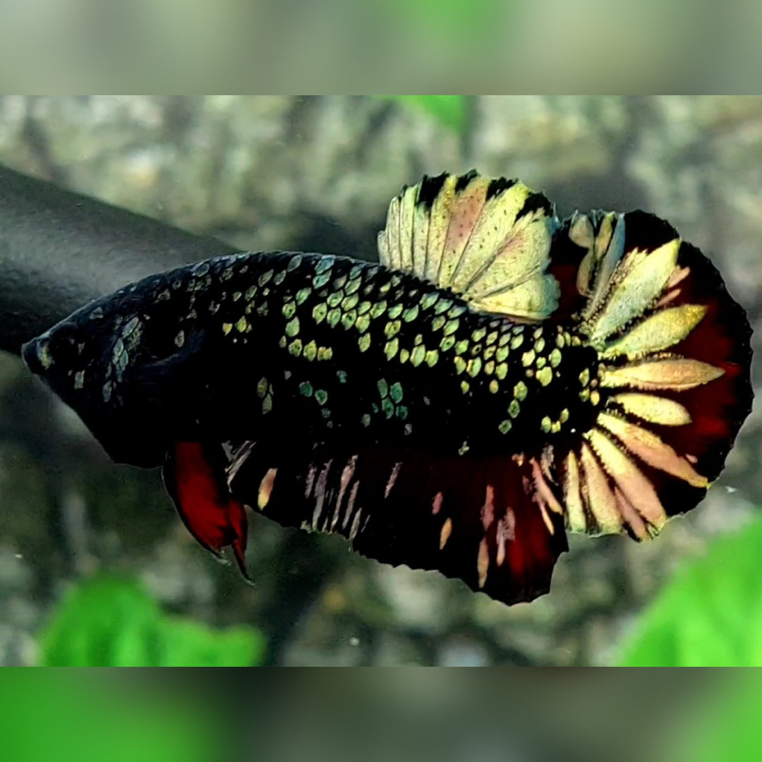 Avatar Copper Gold HMPK Male