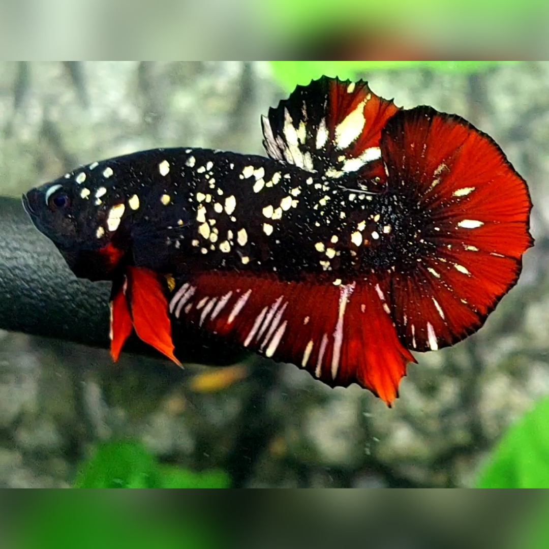 Avatar Nebula Red Chromatic Copper Gold HMPK Male