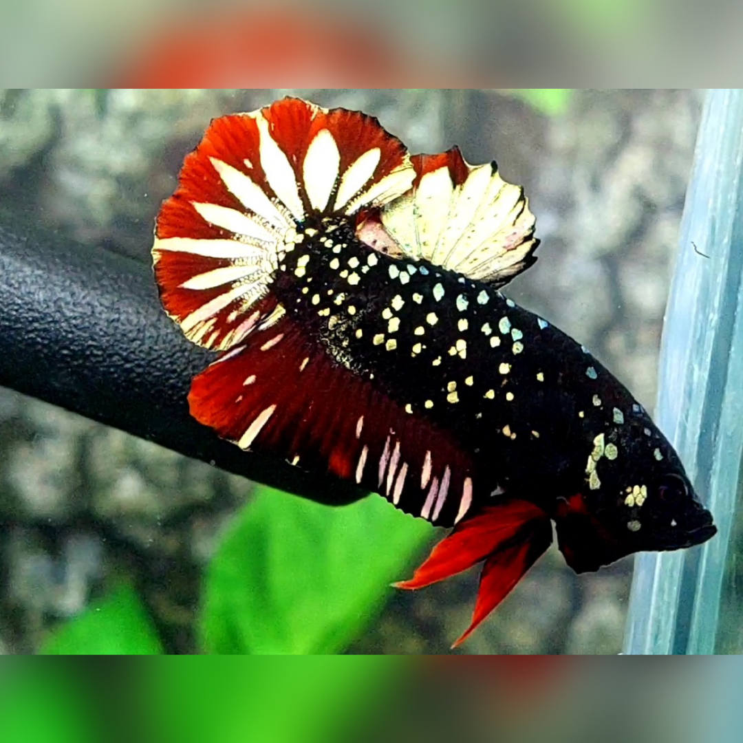 Avatar Red Chromatic Copper Gold Startail HMPK Male