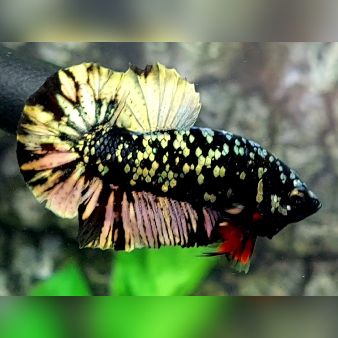 Avatar Copper Gold HMPK Male