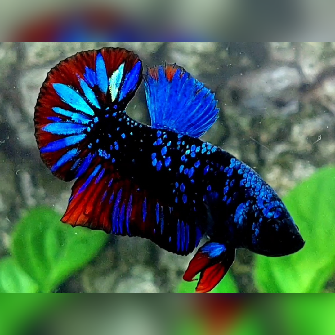 Avatar Gordon Blue Red HMPK Male