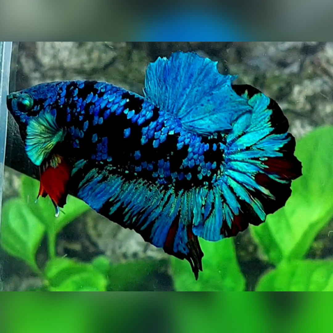 Avatar Gordon Turquoise HMPK Male