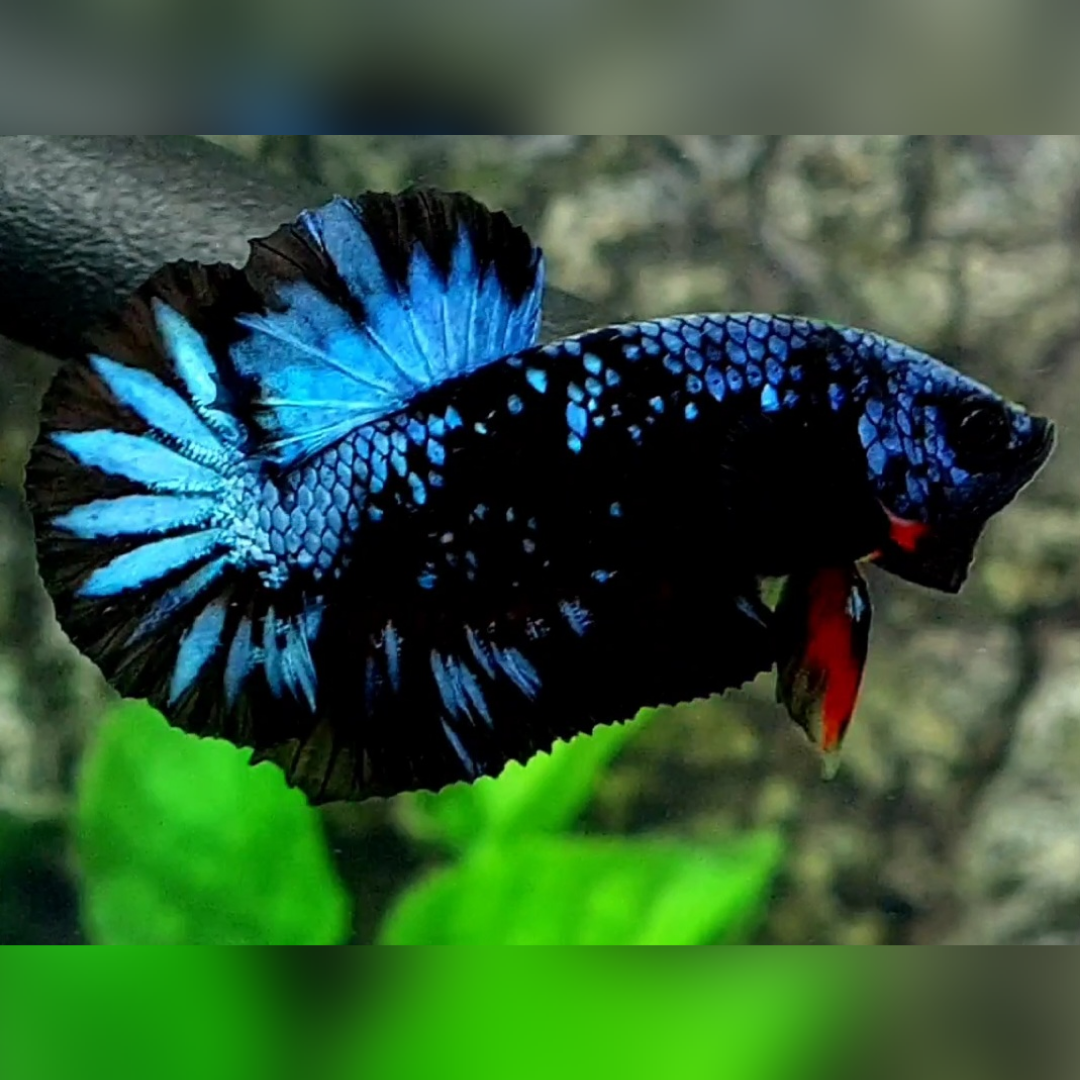 Avatar Gordon Gray HMPK Male