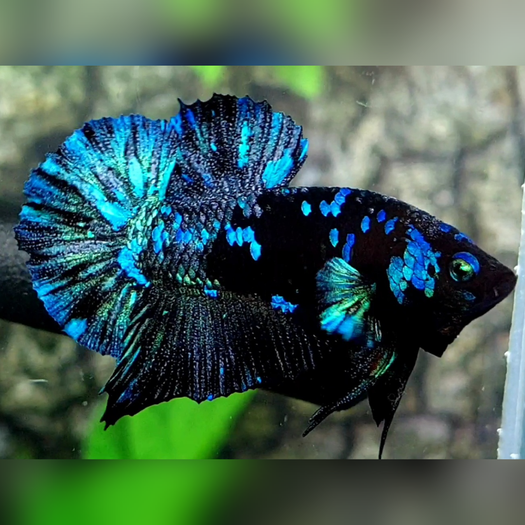 Avatar Gordon Turquoise HMPK Male