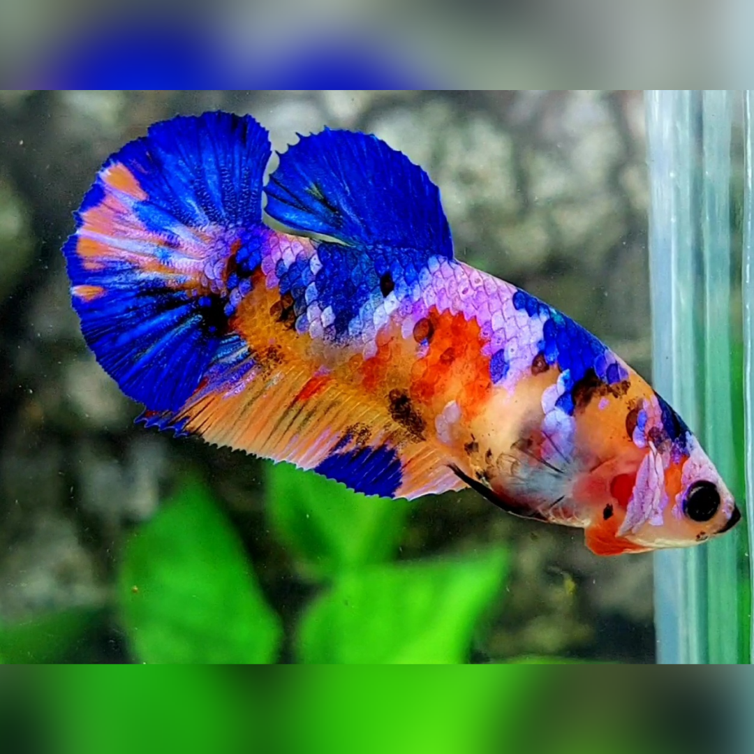 Multicolor Candy Galaxy HMPK Female For Sorority / Breed