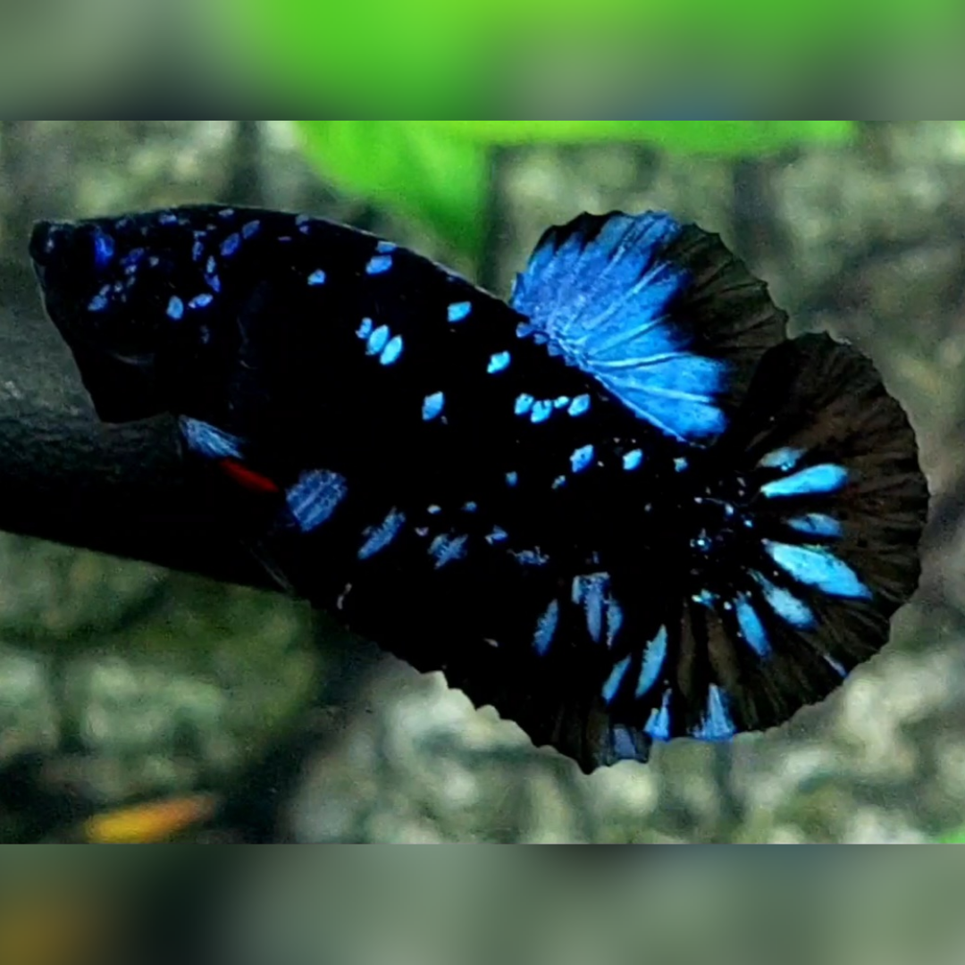 Avatar Gordon Gray HMPK Male