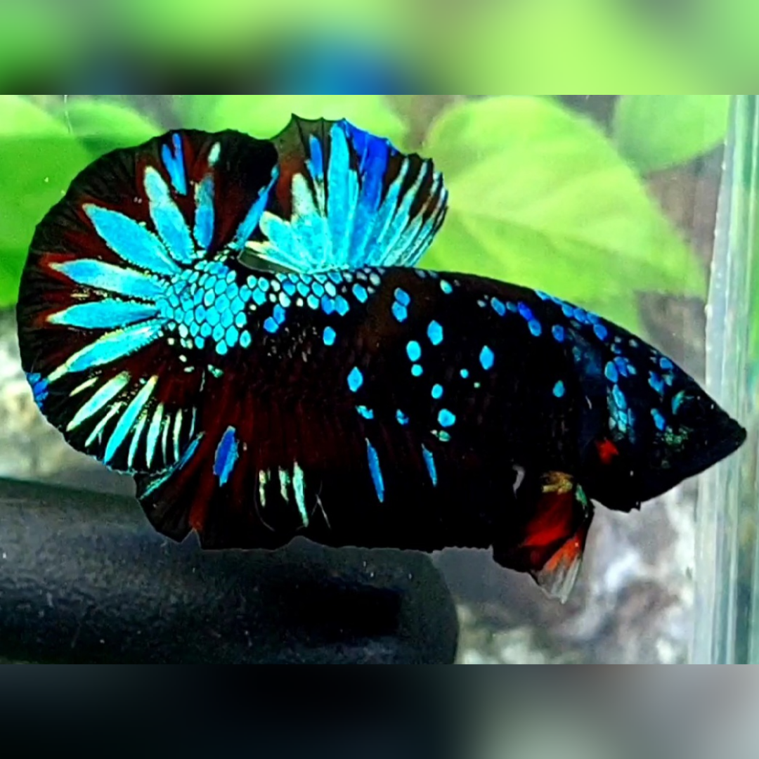 Avatar Gordon Turquoise Startail HMPK Male