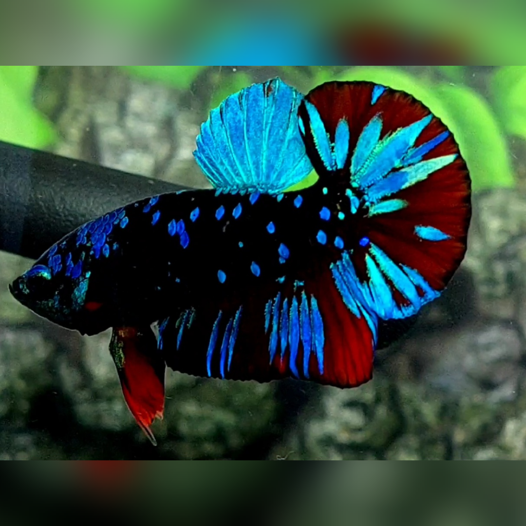 Avatar Gordon Blue Red HMPK Male