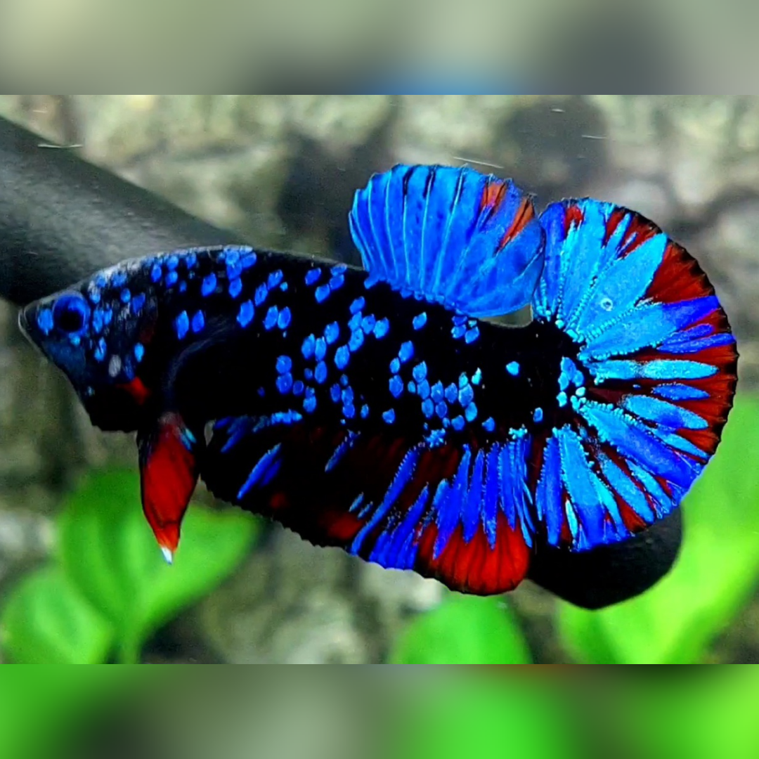 Avatar Gordon Blue Red HMPK Male
