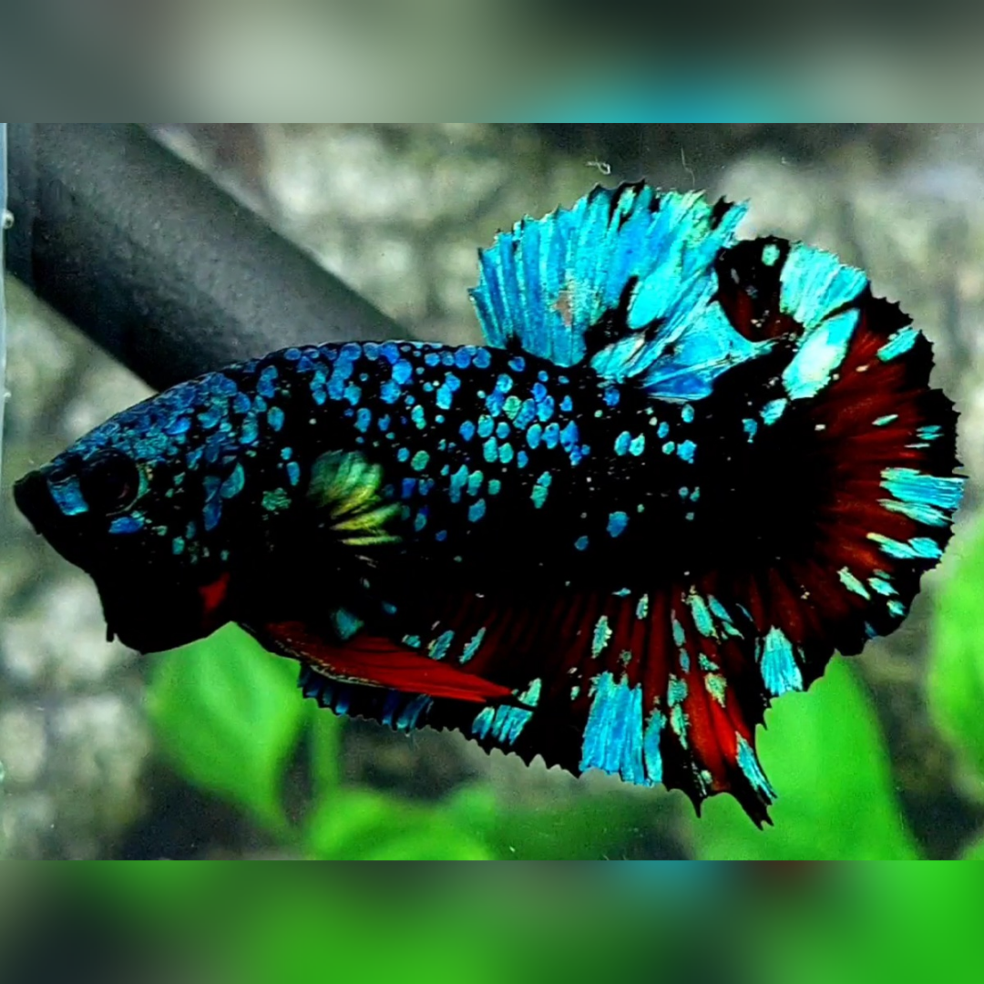 Avatar Gordon Turquoise Red HMPK Male