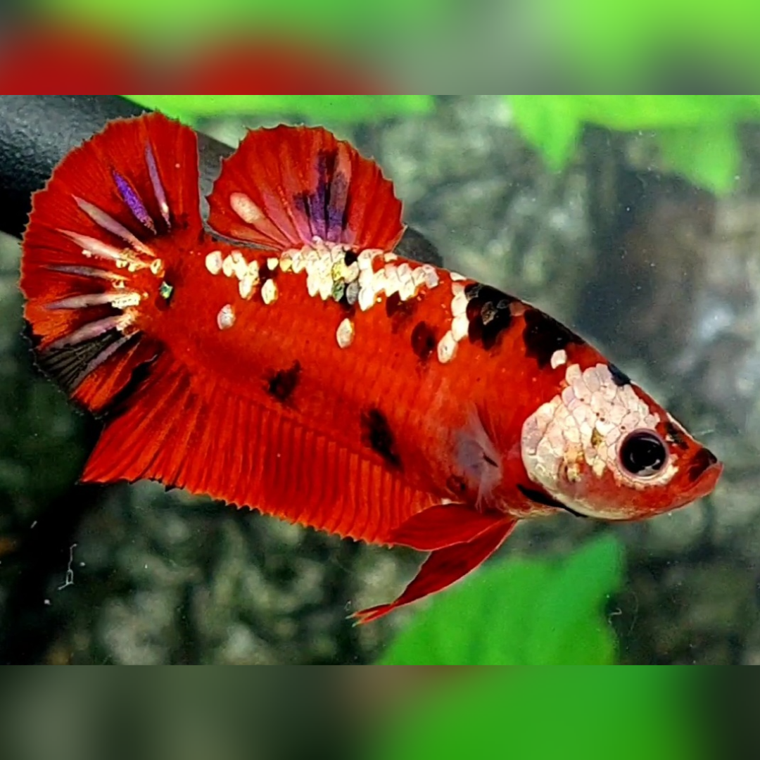 Red Copper Tiger Galaxy HMPK Female For Sorority / Breed