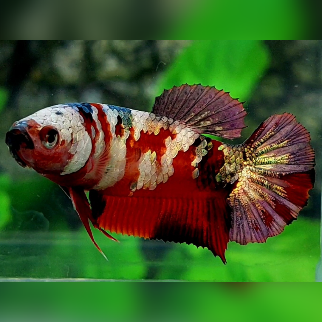 Red Copper Purple Gold Galaxy HMPK Betta Fish Female For Sorority / Breed #RKC