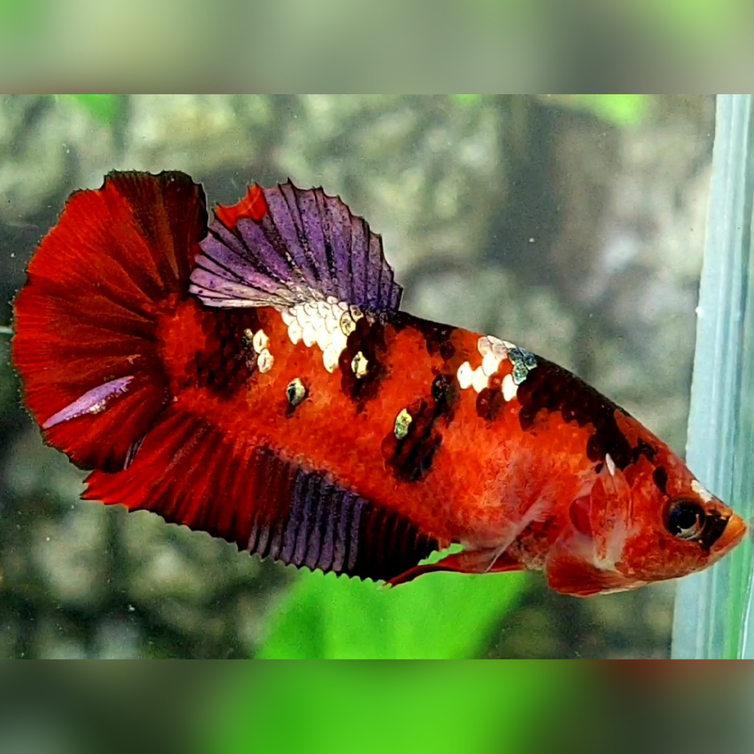 Red Tiger Copper Purple Galaxy HMPK Female For Sorority / Breed#RKC