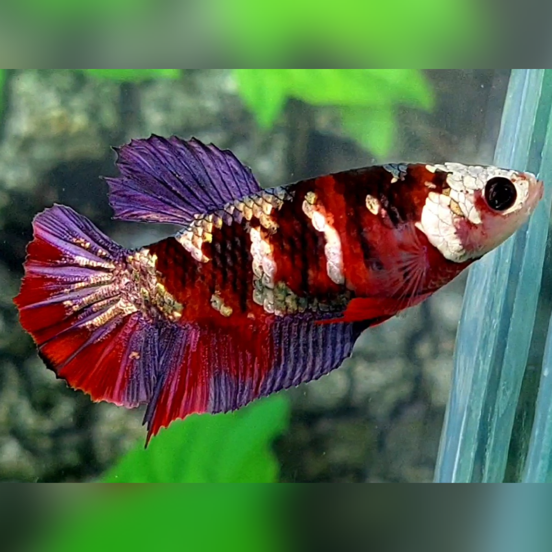 Red Tiger Purple Copper Galaxy HMPK Female For Sorority / Breed #RKC