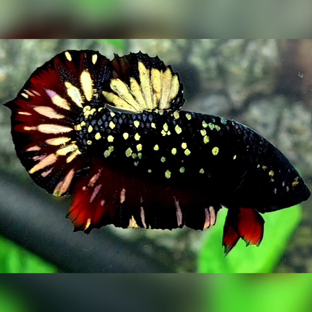 Avatar Blackstar Red Chromatic Copper Gold HMPK Male