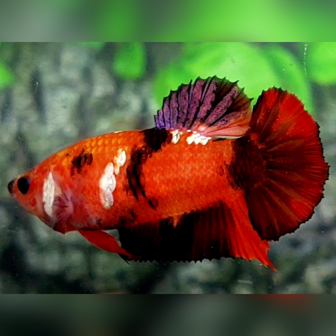 Red Koi Tiger Galaxy HMPK Female For Sorority / Breed #RKC